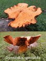 Gymnopilus spectabilis-amf1448